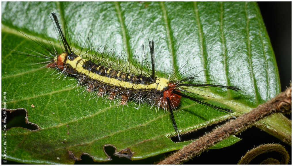 Lepidokirbyia vittipes