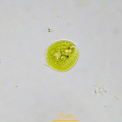Phacus circulatus