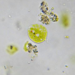Phacus circulatus