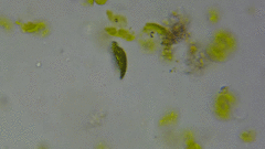 Phacus circulatus