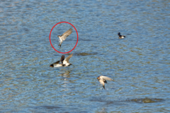 Delichon urbicum urbicum