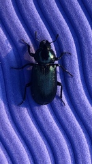 Platycerus caprea