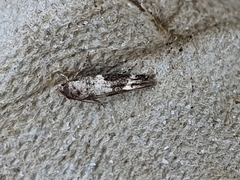 Mompha subbistrigella