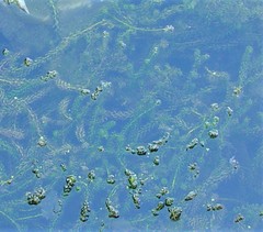 Lagarosiphon major
