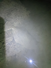 Paralichthys lethostigma