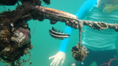 Petroscirtes breviceps