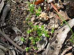 Hydrocotyle callicarpa