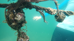 Petroscirtes breviceps