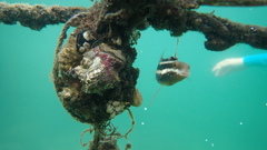 Petroscirtes breviceps