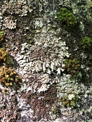 Physconia grumosa