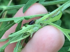 Clastoptera xanthocephala