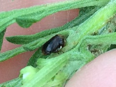 Clastoptera xanthocephala