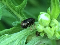 Clastoptera xanthocephala