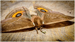 Automeris naranja