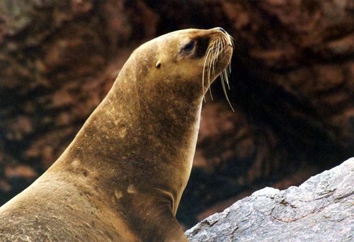 South American Sea Lion, photo 9 of 9