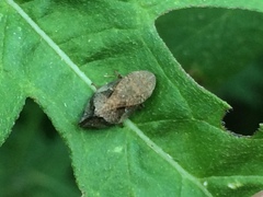 Lepyronia quadrangularis