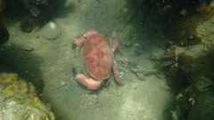 Atergatis integerrimus