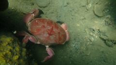 Atergatis integerrimus