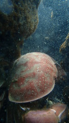 Atergatis integerrimus
