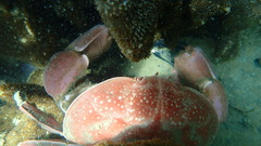 Atergatis integerrimus