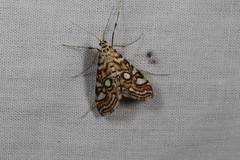 Elophila ekthlipsis