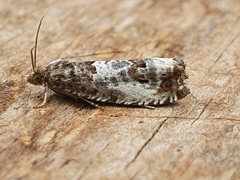 Notocelia rosaecolana