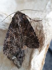 Apamea remissa