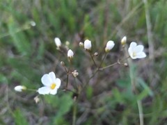 Eremogone procera