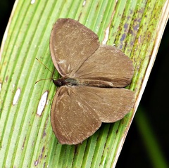 Godartiana muscosa