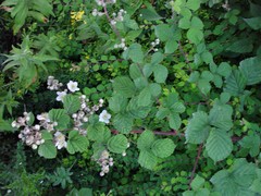 Rubus warrenii
