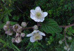 Rubus warrenii