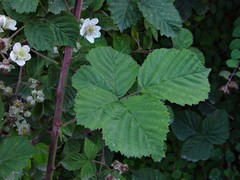 Rubus warrenii