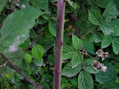 Rubus warrenii