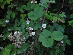 Rubus warrenii