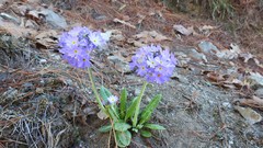 Primula denticulata