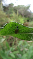 Diabrotica decempunctata