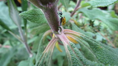 Diabrotica decempunctata