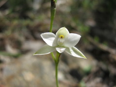 Thelymitra albiflora