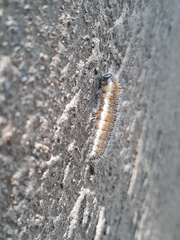 Mylothris agathina agathina