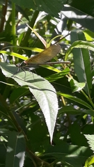 Calopteryx splendens