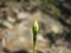 Thelymitra albiflora