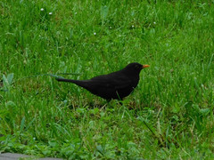Turdus merula