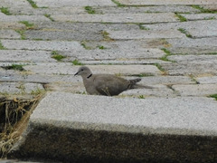 Streptopelia decaocto