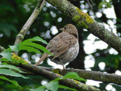 Turdus philomelos