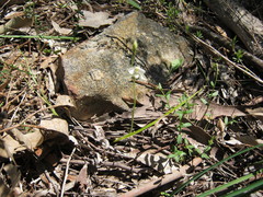 Thelymitra albiflora