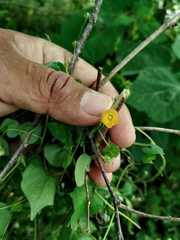Ipomoea minutiflora