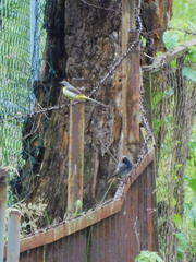 Phoenicurus ochruros