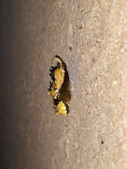Mylothris agathina agathina