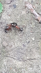 Formica rufa