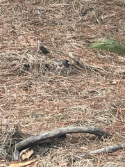 Junco hyemalis